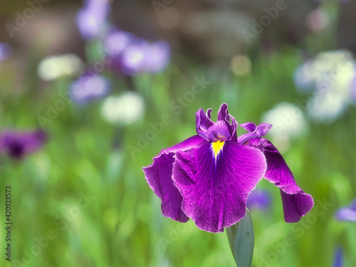 公園の庭園の花菖蒲のクローズアップ写真 photo