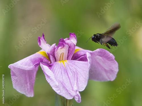 公園の庭園の花菖蒲のクローズアップ写真