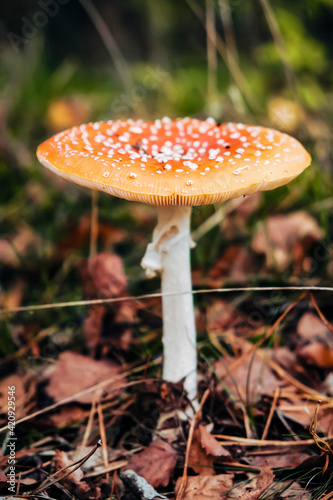 Mushroom with beautiful colors