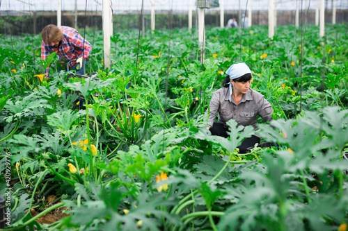 Woman picks ripe zucchini and puts them in boxes in the greenhouse