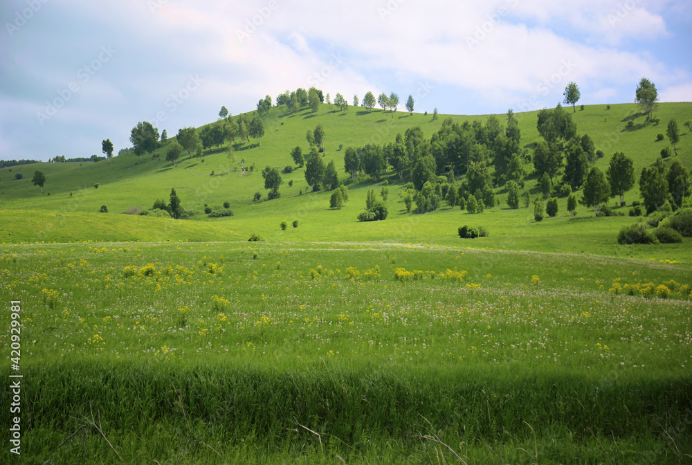 Green meadow with fading dandelions and hills with trees on a background of cloudy sky Green meadow with fading dandelions and hills with trees on a background of cloudy sky
