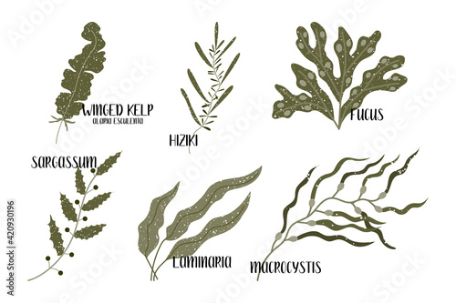 Set of edible seaweeds. Brown algae or Phaeophyceae. Fucus, Laminaria, Hiziki, Sargassum, Macrocystis, Winged kelp, Alaria esculenta. Sea vegetables. Vector flat illustration, isolated on white