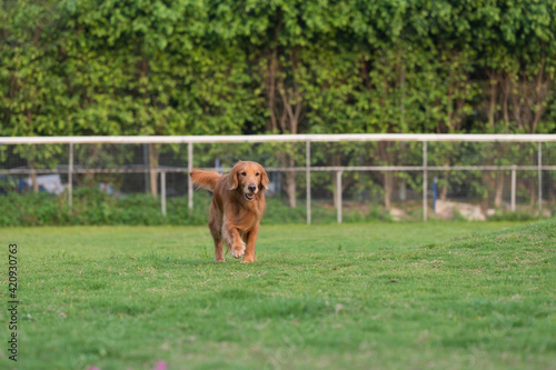 Golden Retriever running and playing on the grass in the park