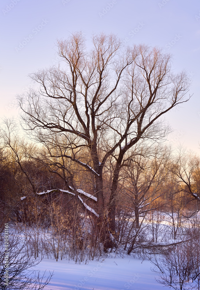 A bare tree in winter snowdrifts. Crooked branches are raised to the blue sky, thickets of forest among the snow. Novosibirsk, Siberia, Russia A bare tree in winter snowdrifts. Crooked branches are raised to the blue sky, thickets of forest among the snow. Novosibirsk, Siberia, Russia