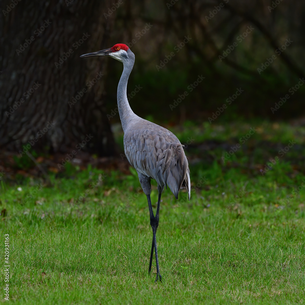Fototapeta premium Sand hill Crane (Grus canadensis pratensis) looking back behind in tall grass with bright orange eye and water in background
