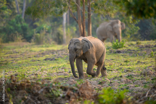 Photography Asian wild elephant in the wild