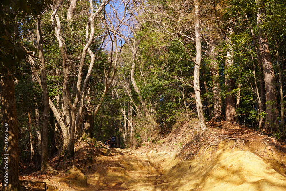 Obraz premium 高尾山の登山道 稲荷山