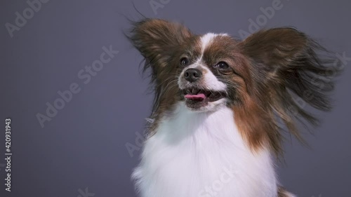 a Happy cute Dog Papillon yawns open mouth look at camera, Pet in grooming salon.