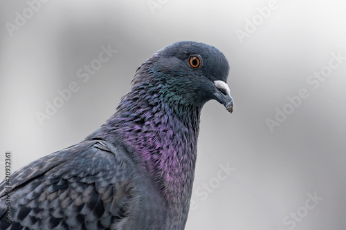 Close-up Rock Pigeon Isolated on Gray Background