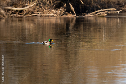 a mallard duck swimming over the saale river with beautiful light