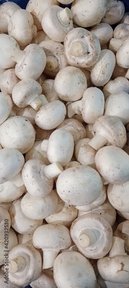 Champignon mushrooms in a box. Porcini mushrooms collected in a basket. Champignon mushrooms in a box. Porcini mushrooms collected in a basket.