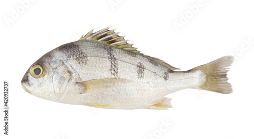 Saddle grunt fish isolated on white	