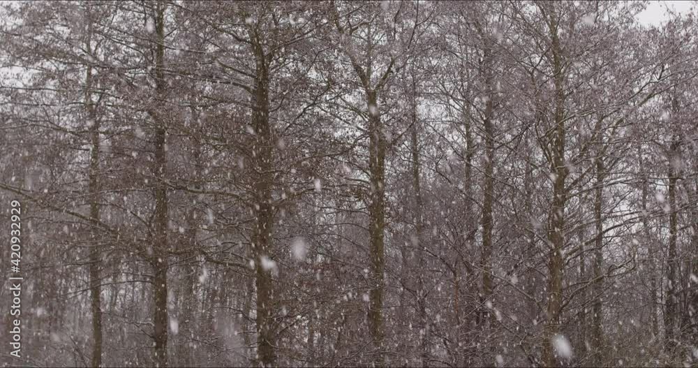 Snow Falling Onto Trees In Forest In Winter Snow Falling Onto Trees In Forest In Winter