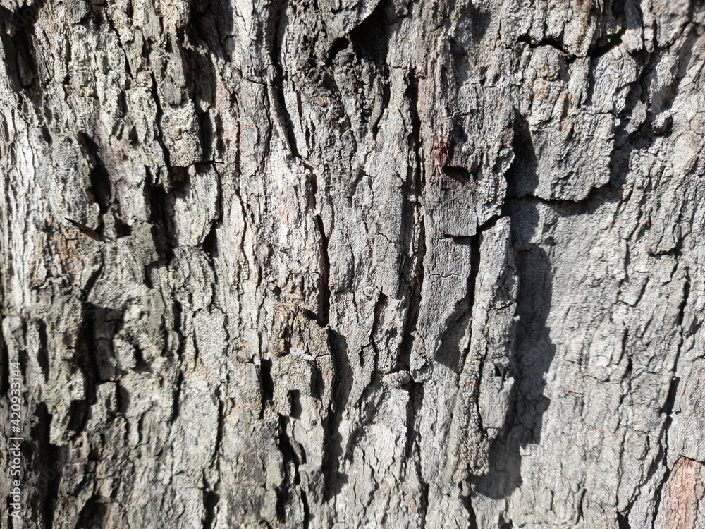 bark of a tree,nature images top view bark of a tree,nature images top view