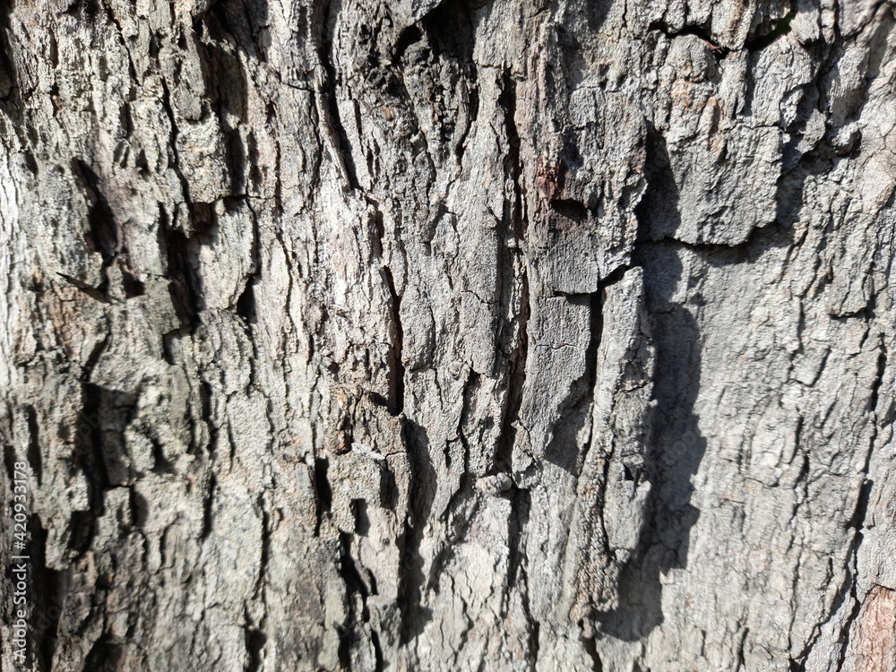 bark of a tree,nature and plants images top view bark of a tree,nature and plants images top view