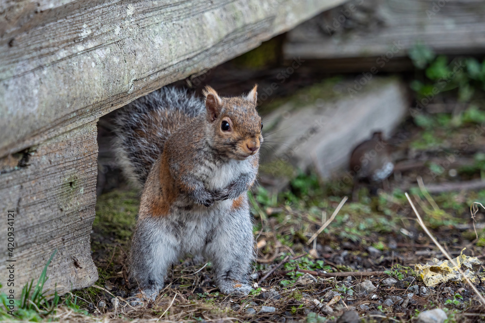 close up of an adorable grey squirrel standing in front of the wooden fence in the park close up of an adorable grey squirrel standing in front of the wooden fence in the park