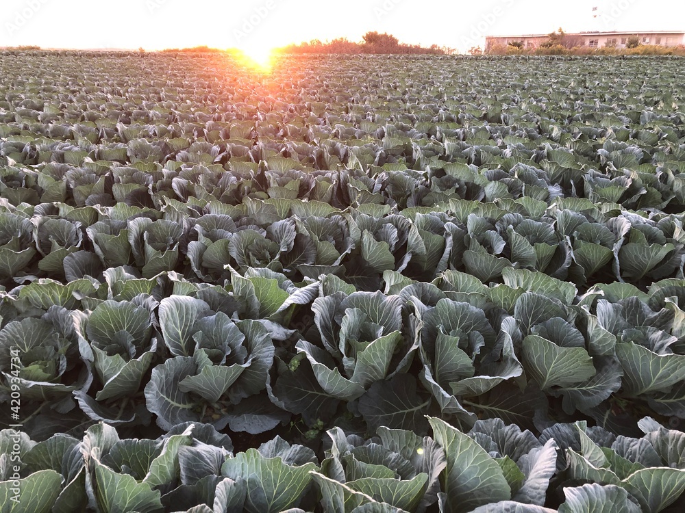 Fototapeta premium field of tulips