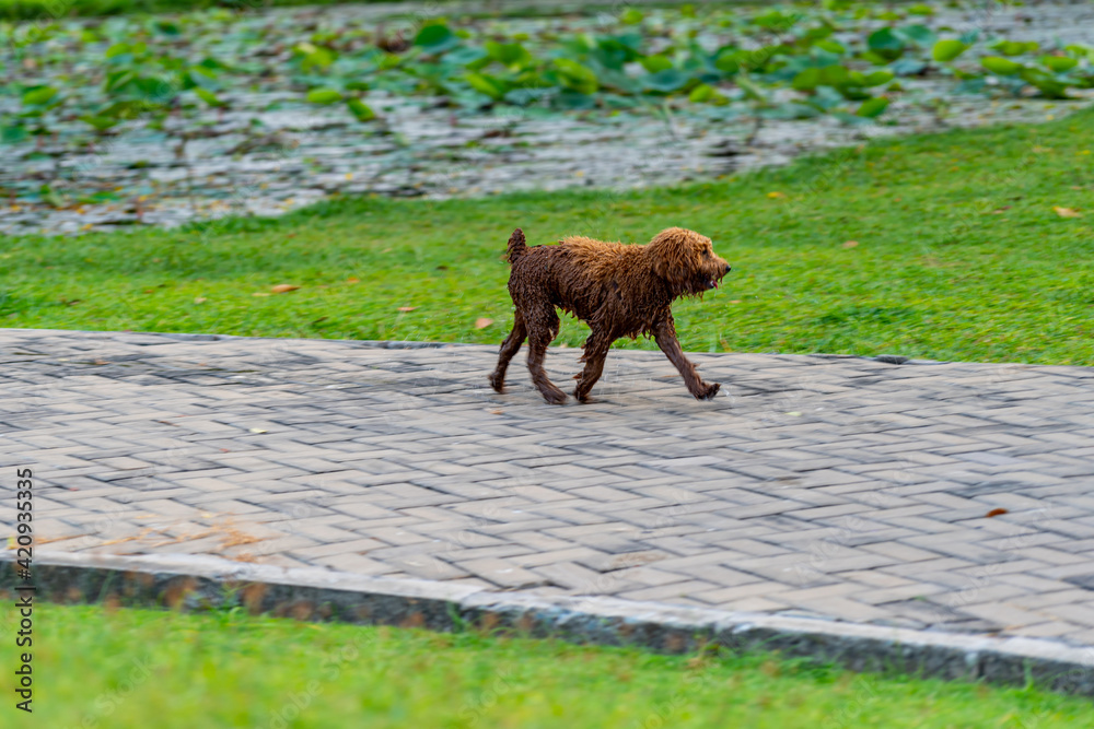 custom made wallpaper toronto digitalPoor stray poodle dog with dirty brown fur walking at the park