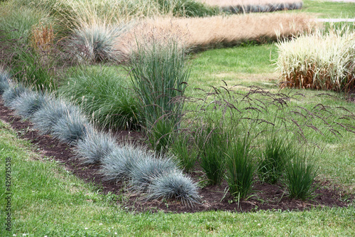 Sunny summer day. The composition from various cereals is created in a botanical garden among a lawn. photo