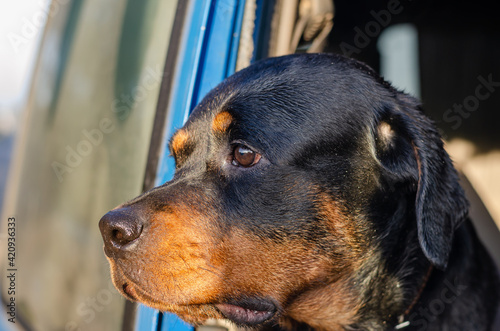 A portrait of a Rottweiler looking out the open window of a blue