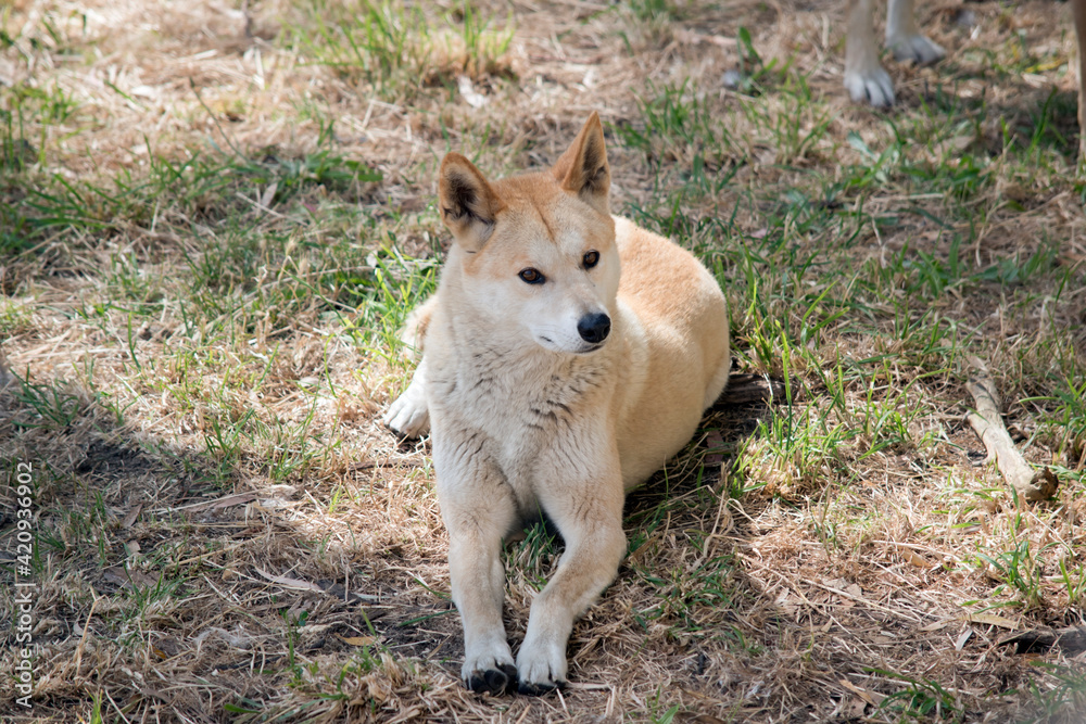 the golden dingo is resting on the grass the golden dingo is resting on the grass