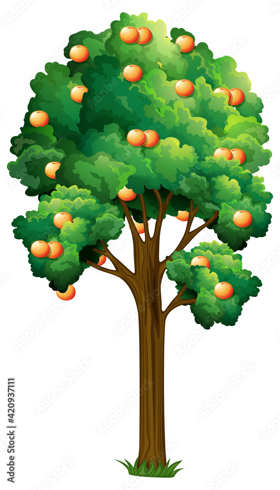 Orange fruit tree in cartoon style isolated on white background