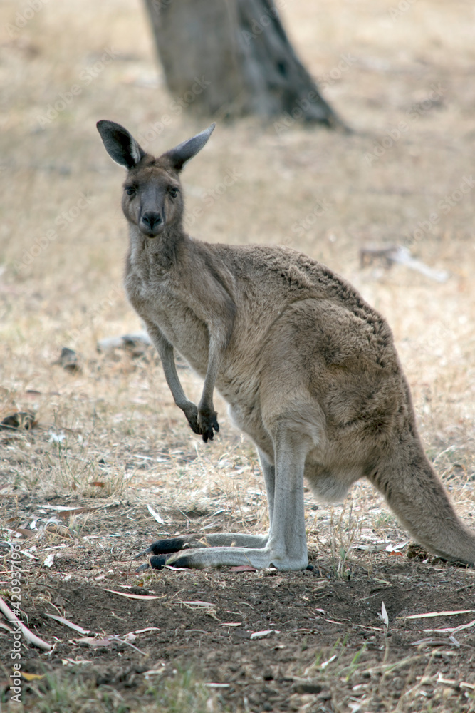 the western grey kangaroo has brown fur the western grey kangaroo has brown fur