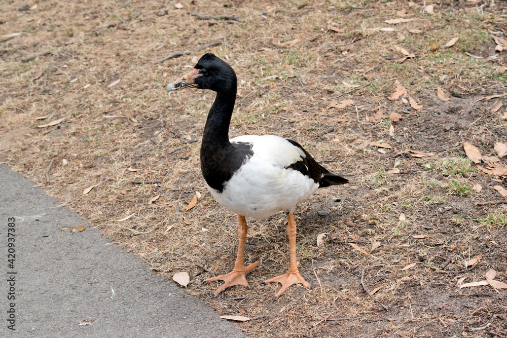 the magpie goose is walking to the lake the magpie goose is walking to the lake