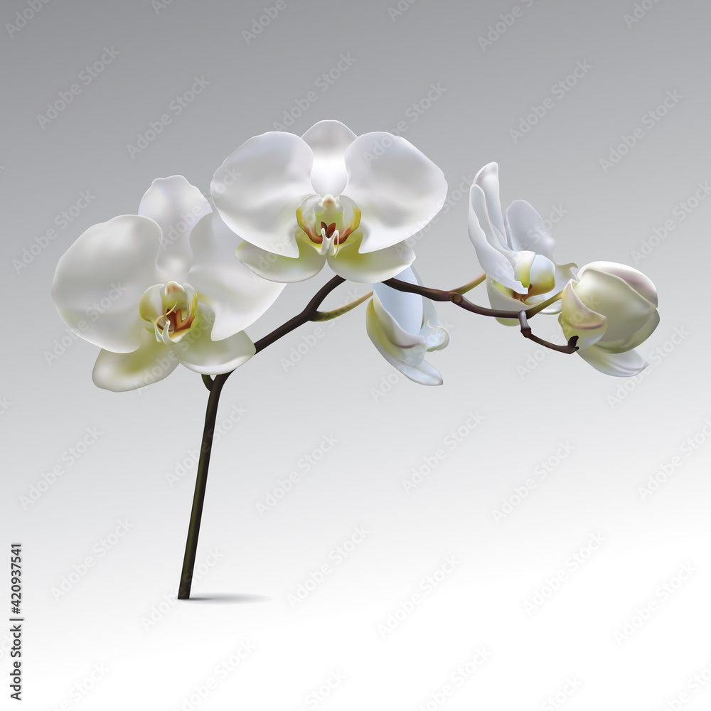 Obraz premium Moon Orchid