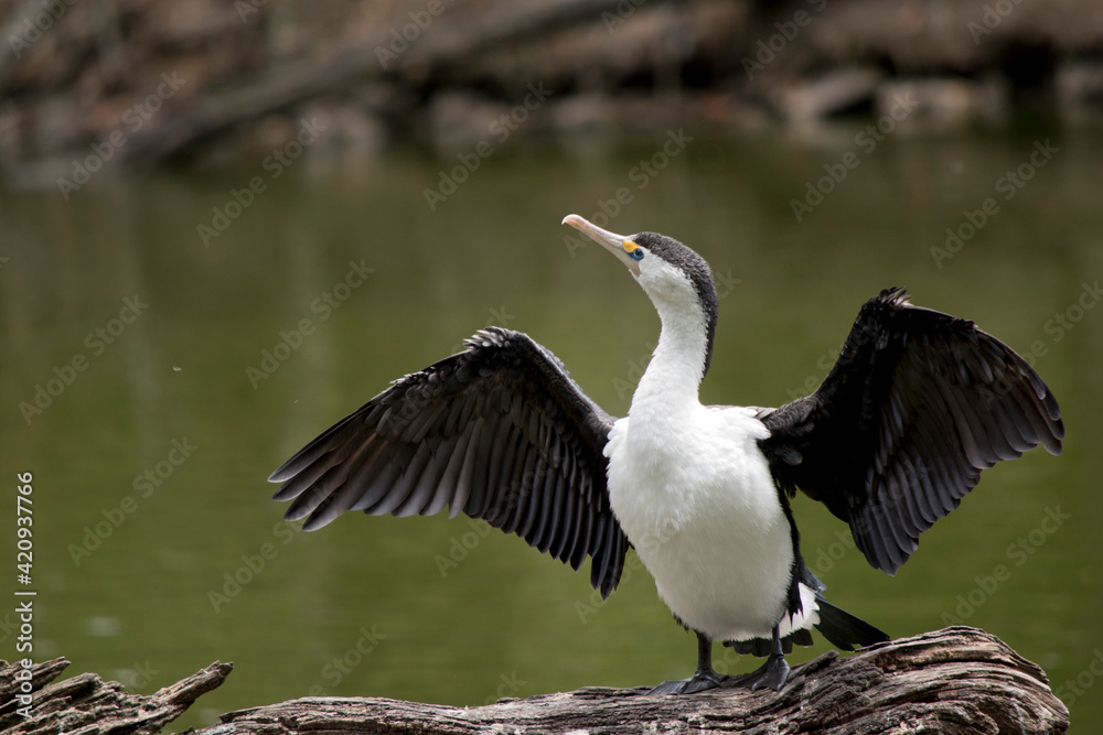 Fototapeta premium the pied cormorant is drying his wings