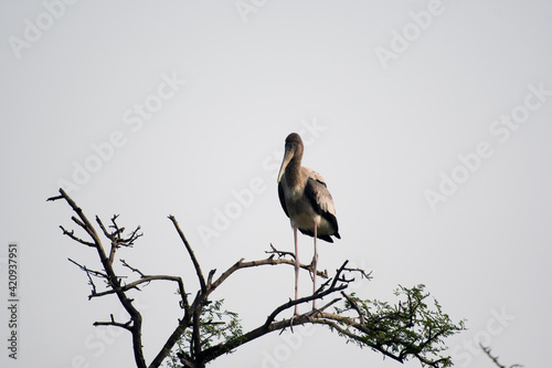 great blue heron