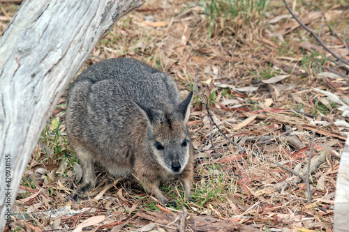 the tammar wallaby is mainly grey with a little beige and a stripe above its mouth