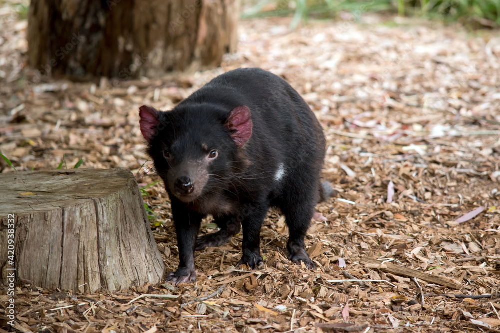 the Tasmanian Devil is a carnivore they are extremely vicious the Tasmanian Devil is a carnivore they are extremely vicious
