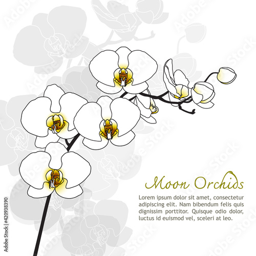 Illustration of orchid outline vector