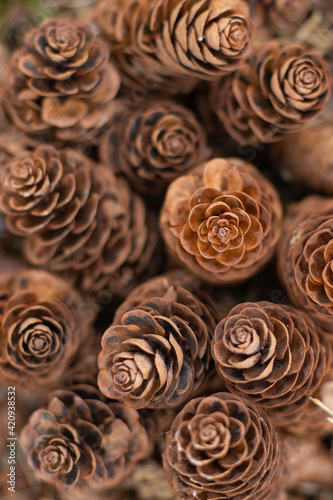 Background of fir cones, great design for any purposes. Nature background. selective focus