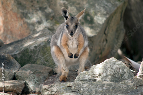 the yellow footed rock wallaby is standing on a rock