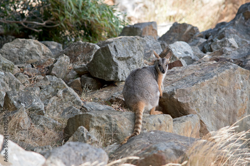 the yellow footed rock wallaby is looking over his shoulder