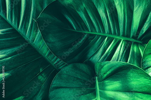 tropical leaf, dark green nature background