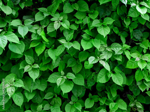 green leaves background, green nature concept