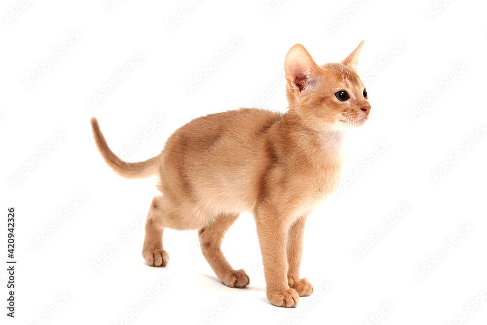 Abyssinian ginger cat crouched on a white background Abyssinian ginger cat crouched on a white background