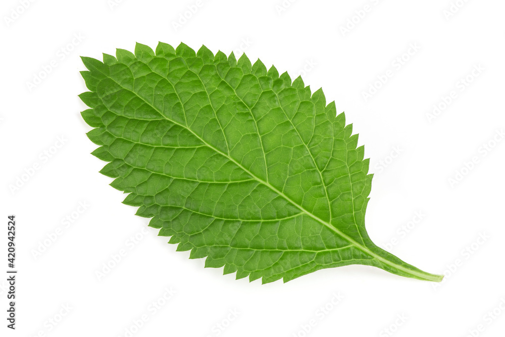Brazilian Tea or Stachytarpheta jamaicensis green leaf isolated on white background.top view,flat lay. Brazilian Tea or Stachytarpheta jamaicensis green leaf isolated on white background.top view,flat lay.