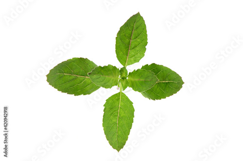 Holy basil or Sacred basil isolated on white background.top view,flat lay.