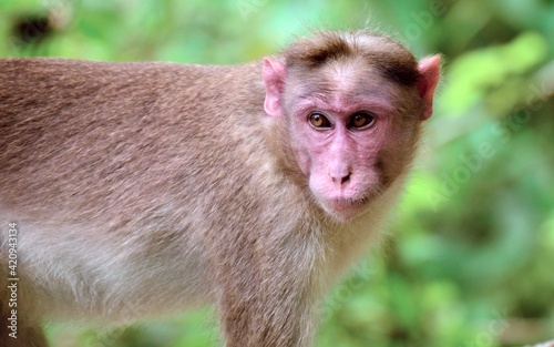 portrait of a macaque © Sachin