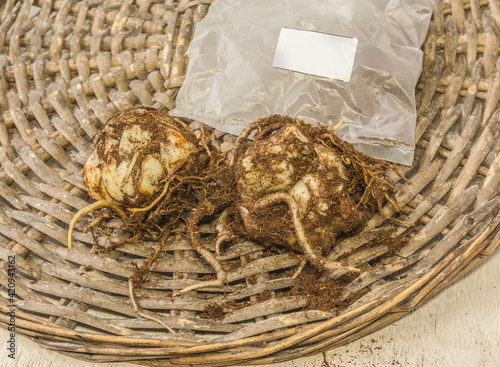 Two Asiatic Hybrids lily bulbs to weave circle with the sprout photo