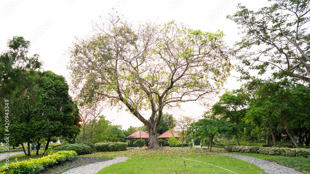 Tree in the park in Thailand Tree in the park in Thailand