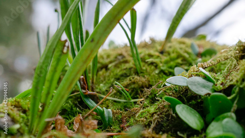 コケ(moss）