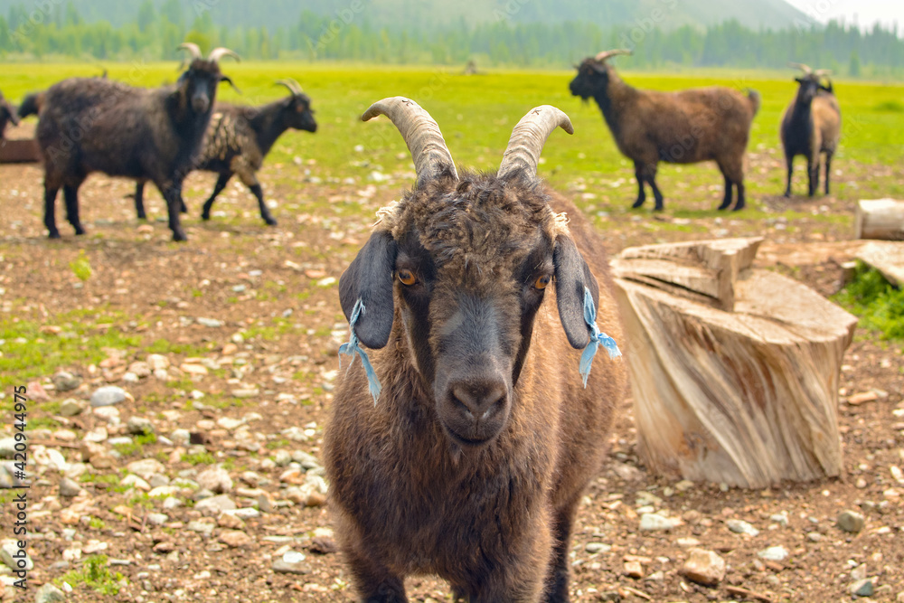mountain-altai goat with ribbons in the ears