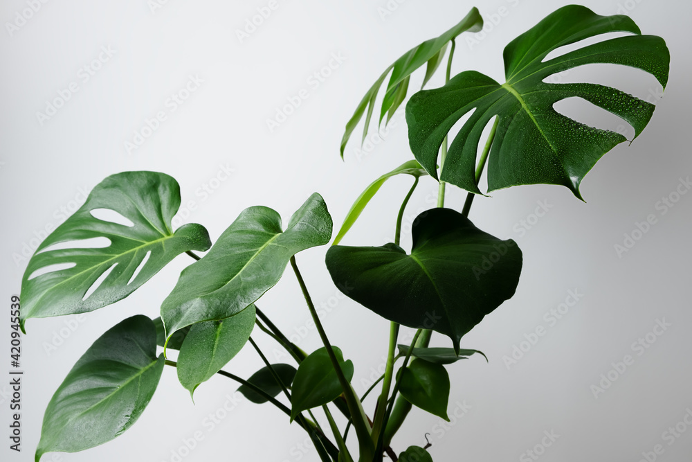 Beautiful home flower monstera deliciosa on a gray wall background. Large leaves of the Monstera house plant - obrazy, fototapety, plakaty 