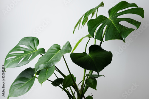 Beautiful home flower monstera deliciosa on a gray wall background. Large leaves of the Monstera house plant photo