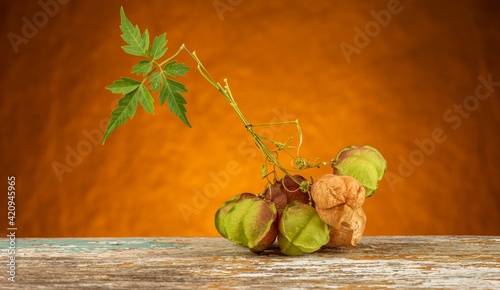 Balloon vine or cardiospermum halicacabum fruits on an orange background. photo